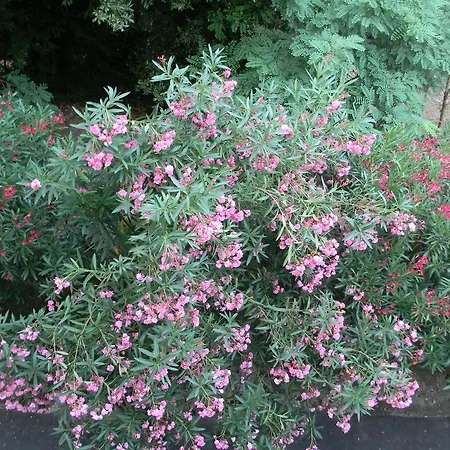 Minosa Rapallo